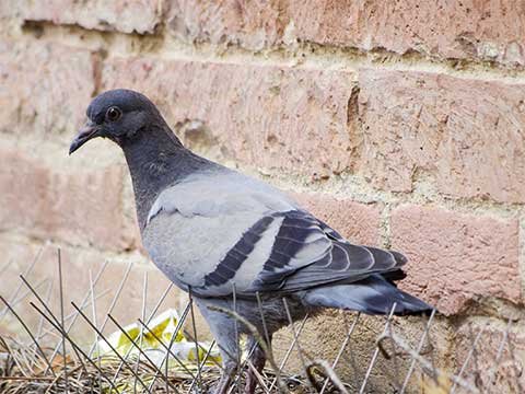 Lutte-contre--Pigeons-Marrakech002