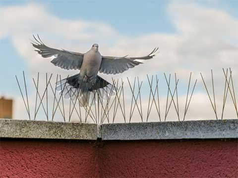 Lutte-contre--Pigeons-Marrakech02