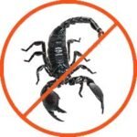 Lutte-contre-les-scorpions-Marrakech