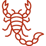 Lutte-contre-les-scorpions-Marrakech