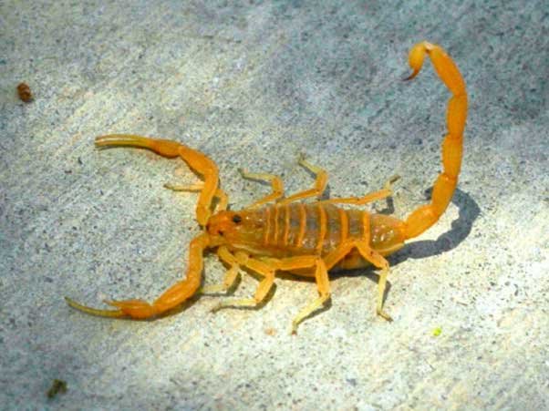 Lutte-contre-scorpions-Marrakech11