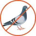 Traitement-contre-pigeons-Marrakech