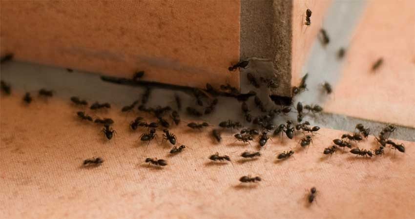 Lutte-contre-fourmis-Marrakech