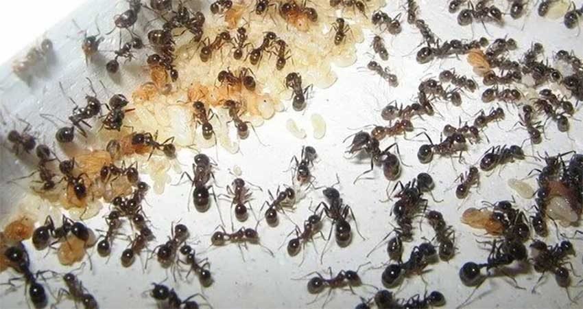 Lutte-contre-fourmis-Marrakech2