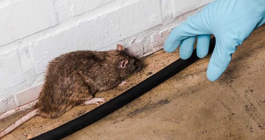 Lutte-contre-rats-souris-Marrakech