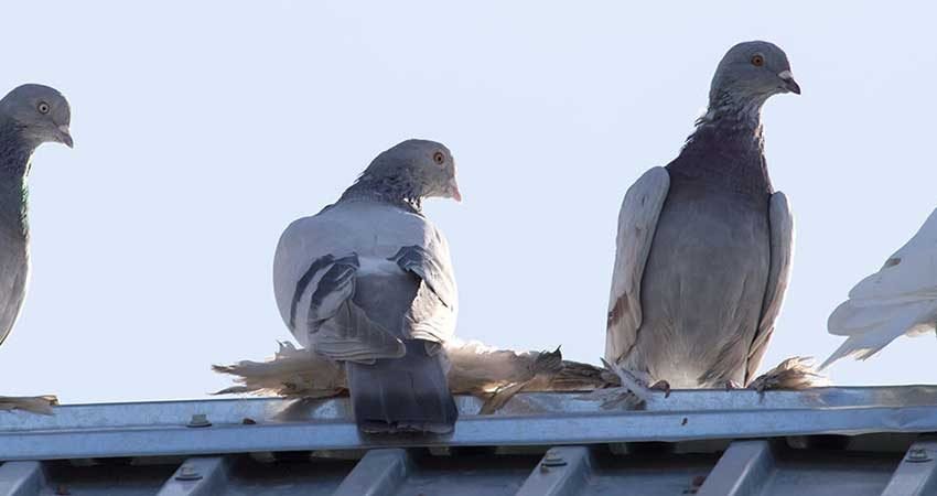 Traitement-contre-pigeons-Marrakech