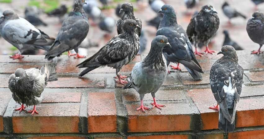 Traitement-contre-pigeons-Marrakech1
