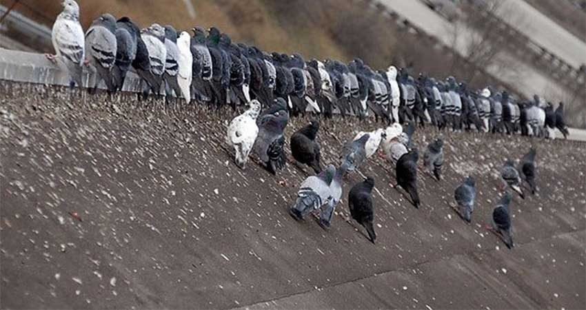 Traitement-contre-pigeons-Marrakech2