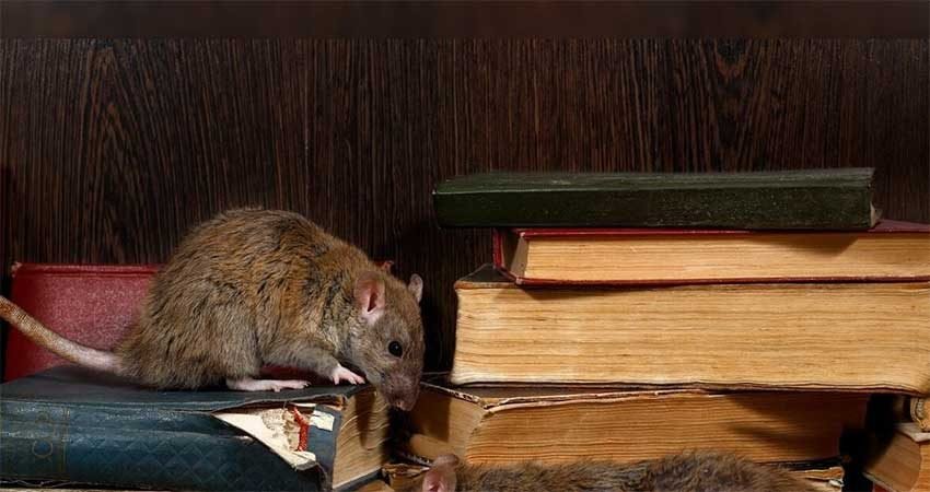 Traitement-contre-rats-souris-Marrakech