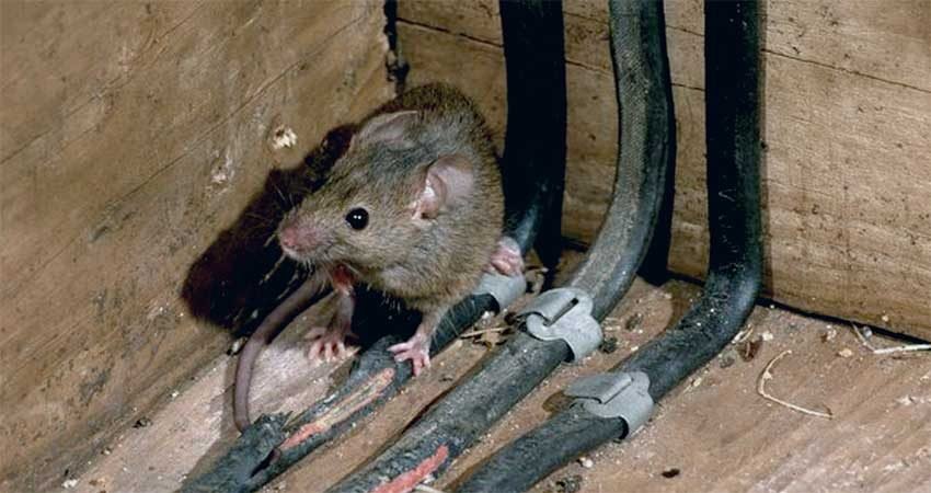 Traitement-contre-rats-souris-Marrakech2