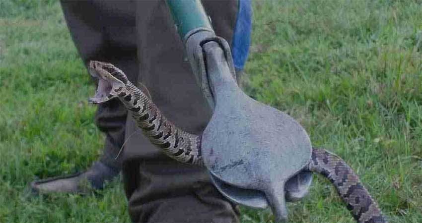 Traitement-contre-serpents-Marrakech3
